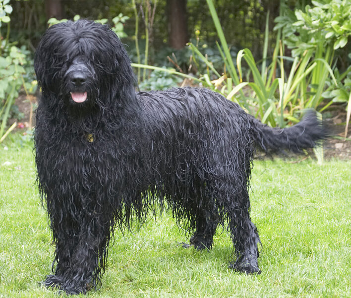 Briard, Dog, Dogs, Mortimer, Morty, Play, Playing, Playtime, Tongue