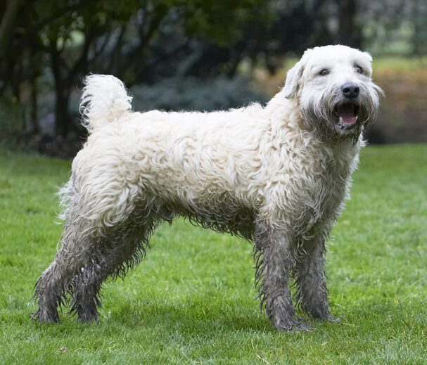 Dog, Dogs, Edward, Terriers, Wheaten Terrier
