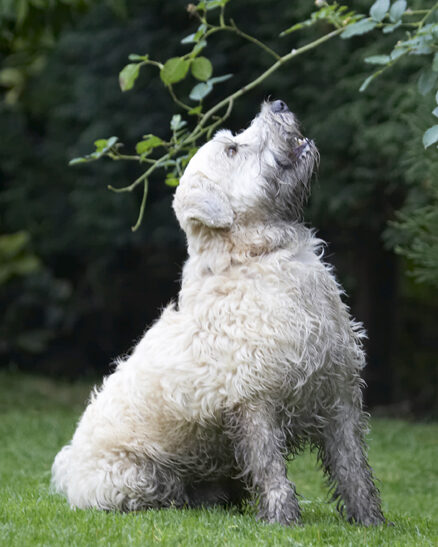 Dog, Dogs, Edward, Sitting, Terriers, Wheaten Terrier