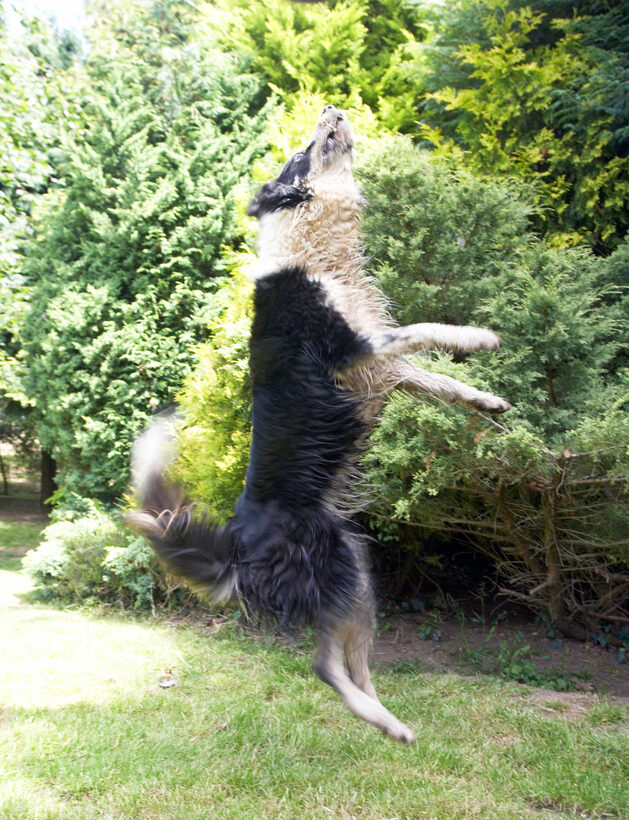 Mammals, Play, Playing, Playtime, Stinkie, Stinky, Terrestrial Mammal, Terrestrial Mammals, action, Animal, Animals, Border Collie, Canine, Canines, Collies, Dog, Dogs, Jump, Jumping, Land Mammal, Land Mammals, Leap, Leaping, Mammal