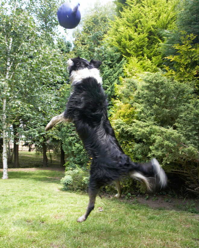 Collies, Mammal, Mammals, Play, Playing, Playtime, Stinkie, Stinky, Terrestrial Mammal, Action, Animal, Animals, ball, Border Collie, Canine, Canines, Terrestrial Mammals, Dog, Dogs, Jump, Jumping, Land Mammal, Land Mammals, Leap, Leaping
