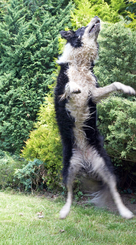 Mammals, Play, Playing, Playtime, Stinkie, Stinky, Terrestrial Mammal, Terrestrial Mammals, action, Animal, Animals, Border Collie, Canine, Canines, Collies, Dog, Dogs, Jump, Jumping, Land Mammal, Land Mammals, Leap, Leaping, Mammal