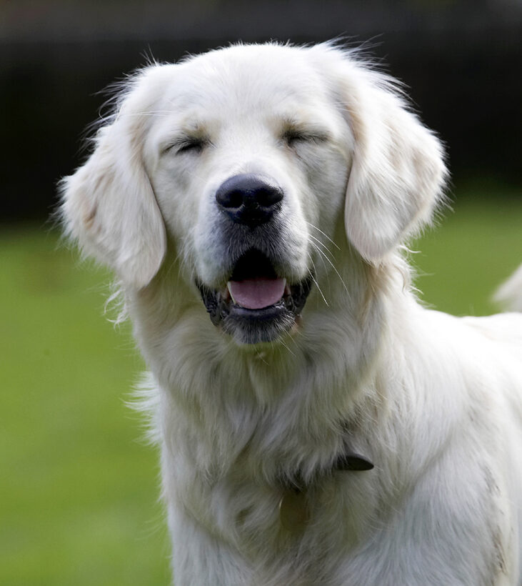 Dog, Dogs, Golden Retriever, Play, Playing, Playtime, Tia, Tongue