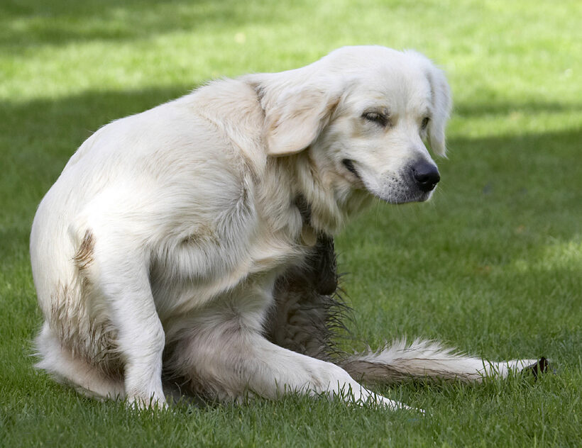 Dog, Dogs, Golden Retriever, Play, Playing, Playtime, Scratch, Scratching, Tia