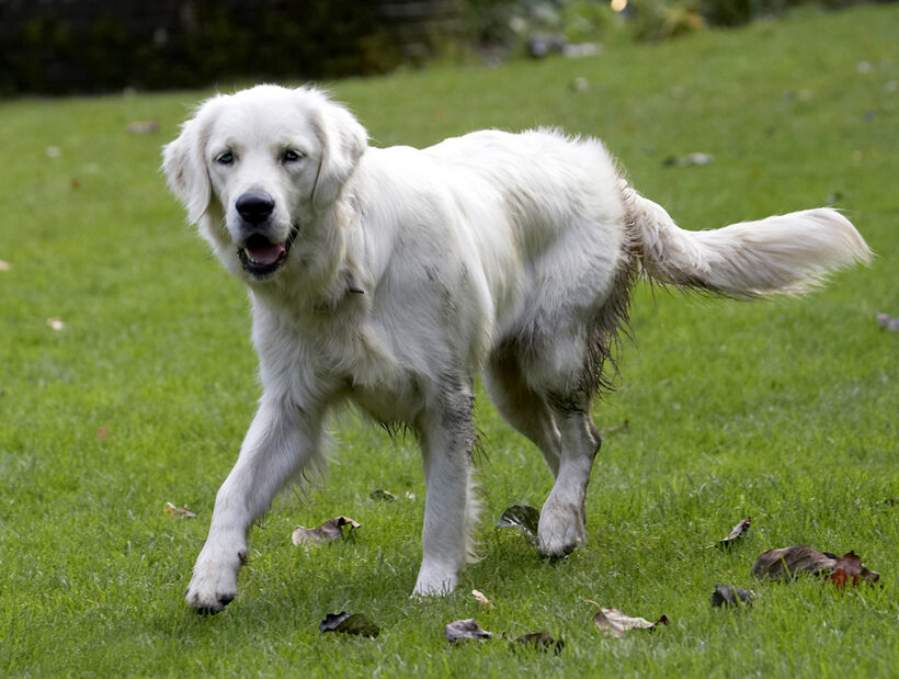 Dog, Dogs, Golden Retriever, Play, Playing, Playtime, Tia