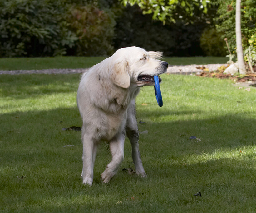 Dog, Dogs, Golden Retriever, Play, Playing, Playtime, Tia