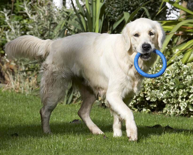 Dog, Dogs, Golden Retriever, Play, Playing, Playtime, Tia