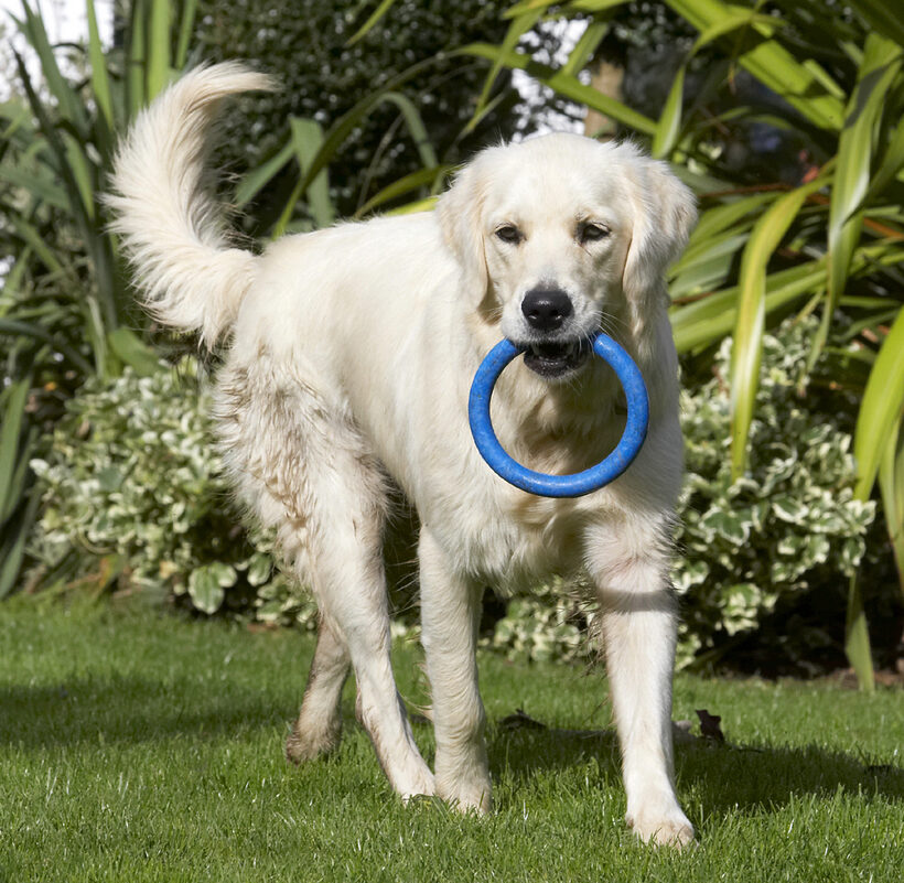 Dog, Dogs, Golden Retriever, Play, Playing, Playtime, Tia