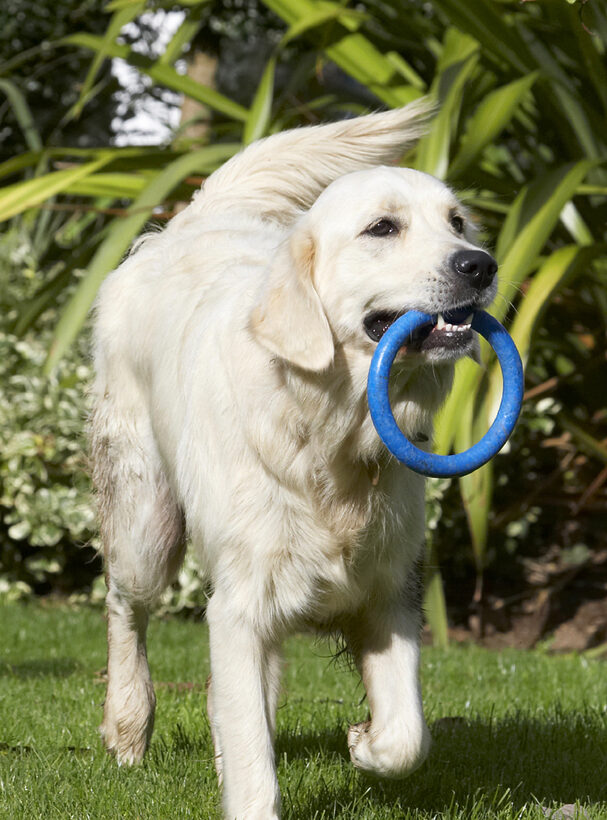 Dog, Dogs, Golden Retriever, Play, Playing, Playtime, Tia