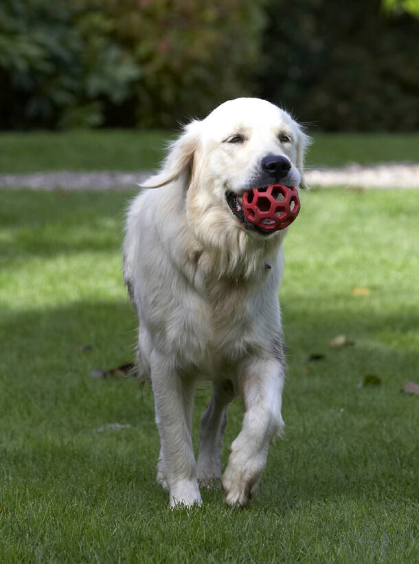 Ball, Dog, Dogs, Golden Retriever, Play, Playing, Playtime, Tia