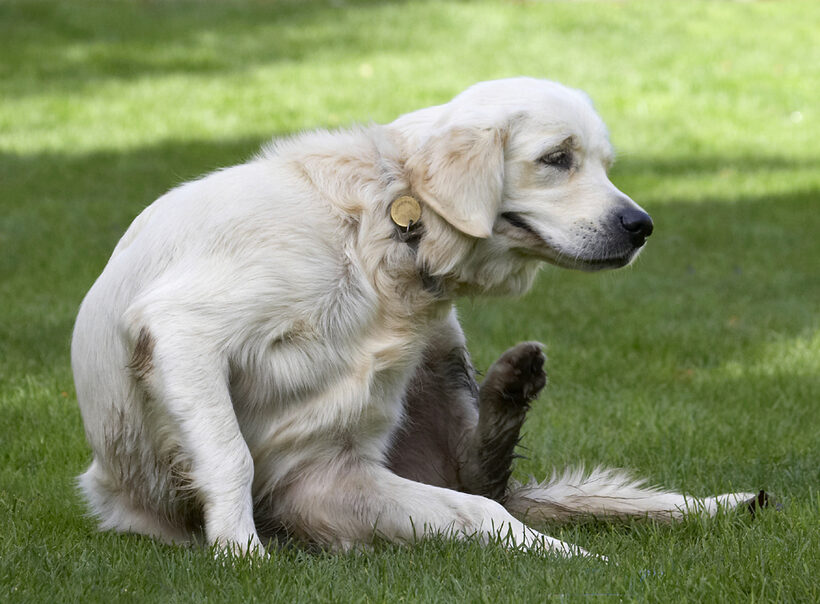 Dog, Dogs, Golden Retriever, Play, Playing, Playtime, Scratch, Scratching, Tia