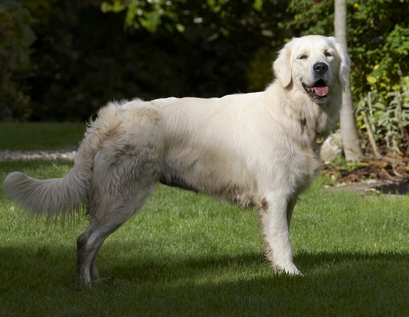 Dog, Dogs, Golden Retriever, Play, Playing, Playtime, Stand, Standing, Tia, Tongue