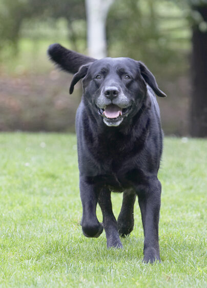Cole, Dog, Dogs, Labrador, Play, Playing, Playtime, Run, Running, Tongue
