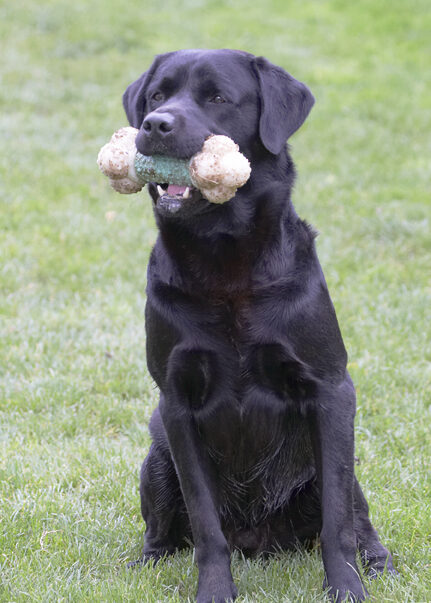 Dog, Dogs, Labrador, Otis, Play, Playing, Playtime, Sit, Sitting