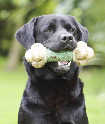 Dog, Dogs, Head, Labrador, Otis, Play, Playing, Playtime