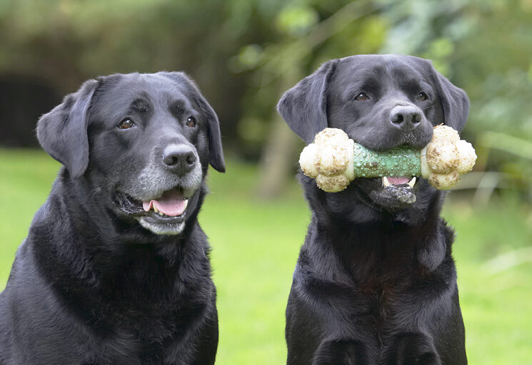 Cole, Dog, Dogs, Head, Labrador, Otis, Play, Playing, Playtime, Shot, Sit, Sitting