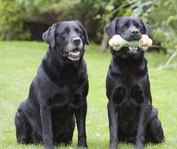 Cole, Dog, Dogs, Labrador, Otis, Play, Playing, Playtime, Sit, Sitting