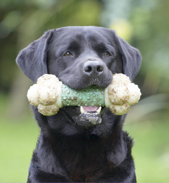 Dog, Dogs, Head, Labrador, Otis, Play, Playing, Playtime, Shot