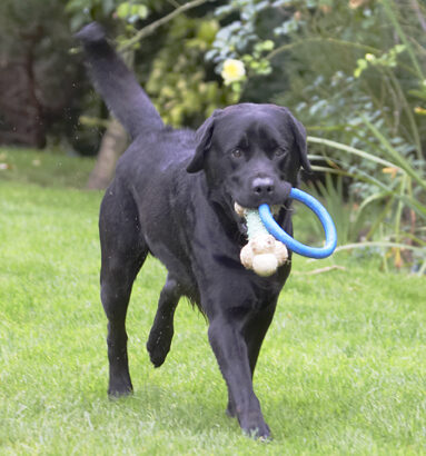 Dog, Dogs, Labrador, Otis, Play, Playing, Playtime