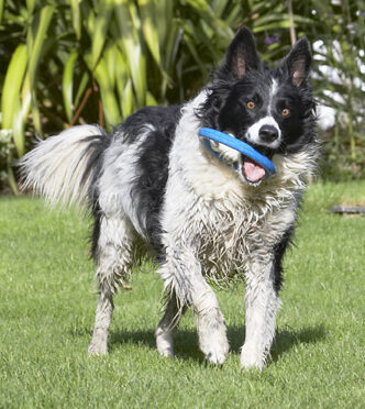 Border Collie, Collies, Dog, Dogs, Jack, Play, Playing, Playtime