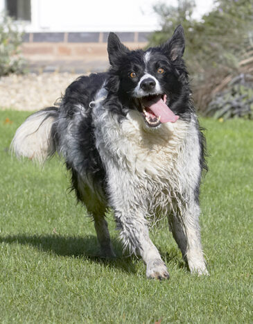 Border Collie, Collies, Dog, Dogs, Jack, Play, Playing, Playtime, Run, Running, Tongue