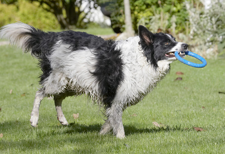 Border Collie, Collies, Dog, Dogs, Jack, Play, Playing, Playtime, Run, Running