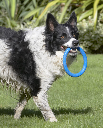 Border Collie, Collies, Dog, Dogs, Jack, Play, Playing, Playtime