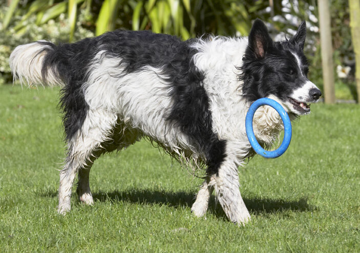 Border Collie, Collies, Dog, Dogs, Jack, Play, Playing, Playtime
