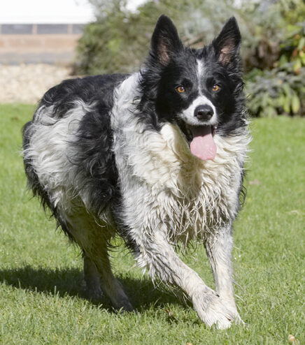 Border Collie, Collies, Dog, Dogs, Jack, Play, Playing, Playtime, Run, Running, Tongue