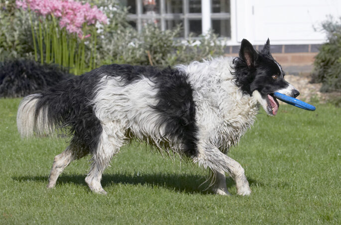Border Collie, Collies, Dog, Dogs, Jack, Play, Playing, Playtime