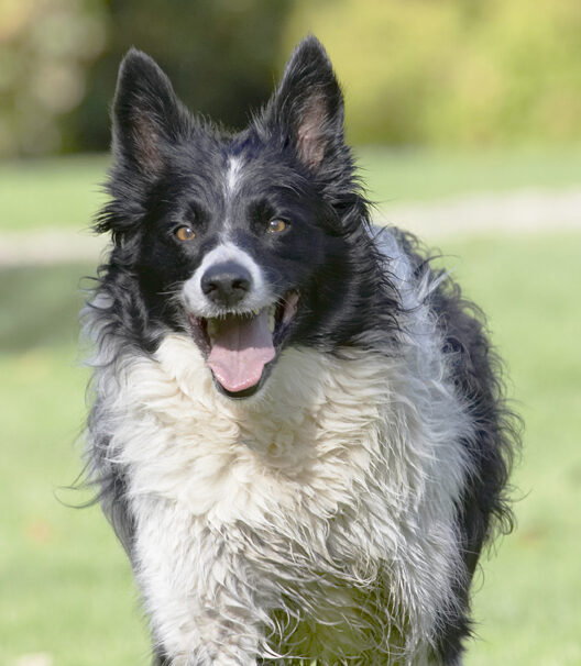 Border Collie, Collies, Dog, Dogs, Jack, Play, Playing, Playtime, Tongue