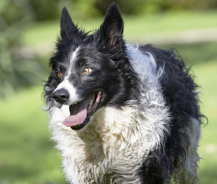 Border Collie, Collies, Dog, Dogs, Jack, Play, Playing, Playtime, Tongue