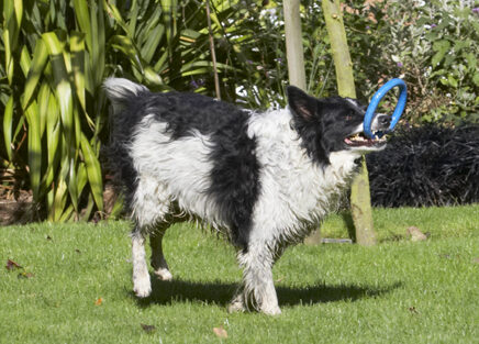 Border Collie, Collies, Dog, Dogs, Jack, Play, Playing, Playtime