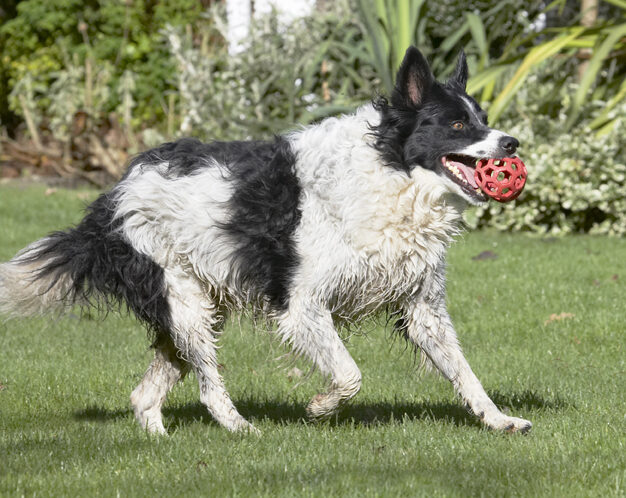 Ball, Border Collie, Collies, Dog, Dogs, Jack, Play, Playing, Playtime