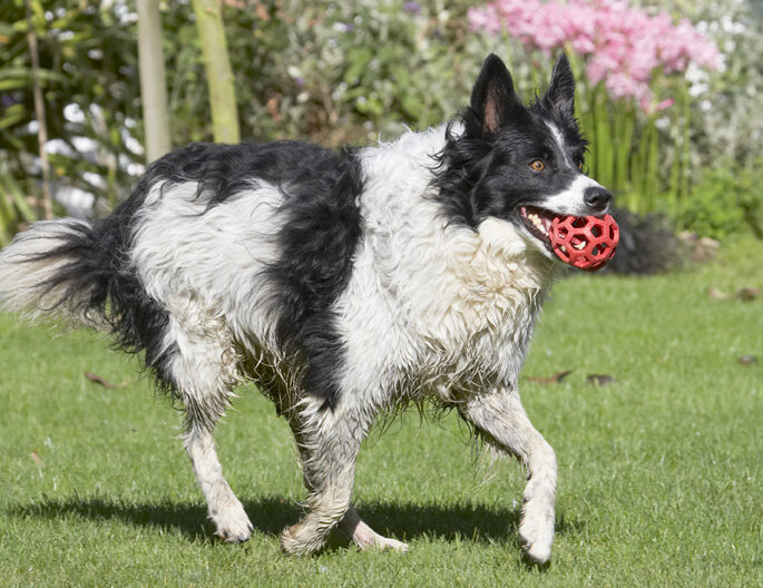 Ball, Border Collie, Collies, Dog, Dogs, Jack, Play, Playing, Playtime