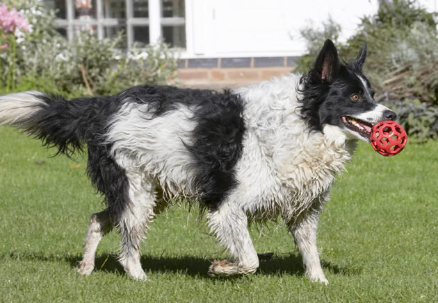 Ball, Border Collie, Collies, Dog, Dogs, Jack, Play, Playing, Playtime