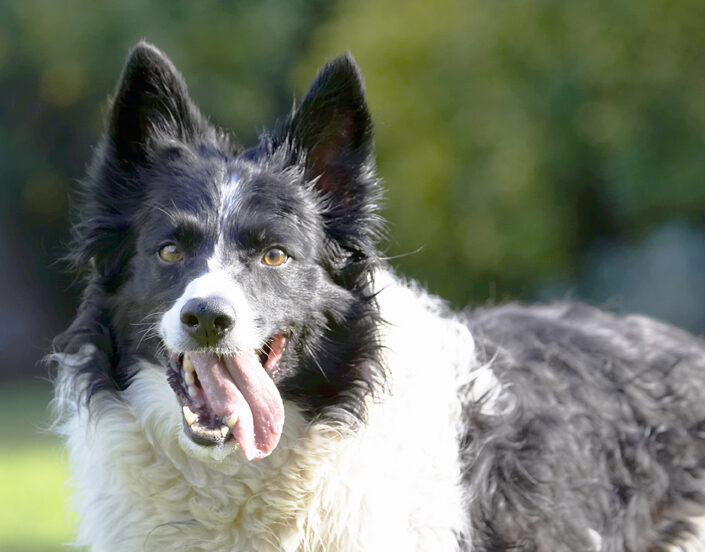 Border Collie, Collies, Dog, Dogs, Jack, Play, Playing, Playtime, Tongue