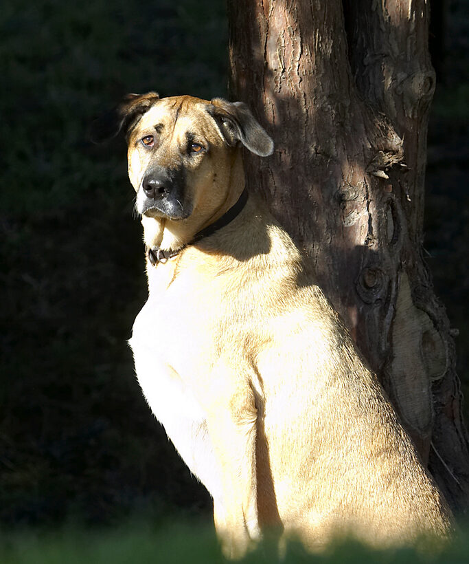 Dog, Dogs, German Shepherd, Labrador, Play, Playing, Playtime, Savannah