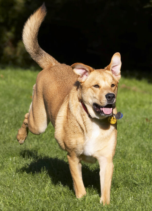 Critter, Dog, Dogs, German Shepherd, Labrador, Play, Playing, Playtime, Run, Running, Tongue