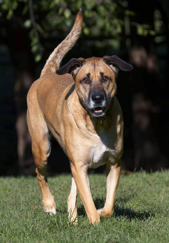 Dog, Dogs, German Shepherd, Labrador, Play, Playing, Playtime, Savannah