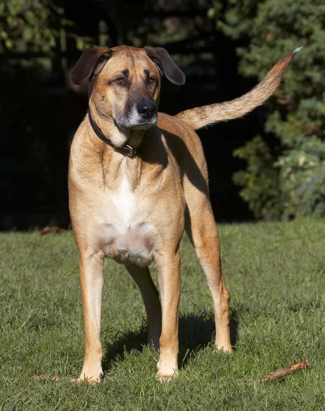 Dog, Dogs, German Shepherd, Labrador, Play, Playing, Playtime, Savannah, Stand, Standing
