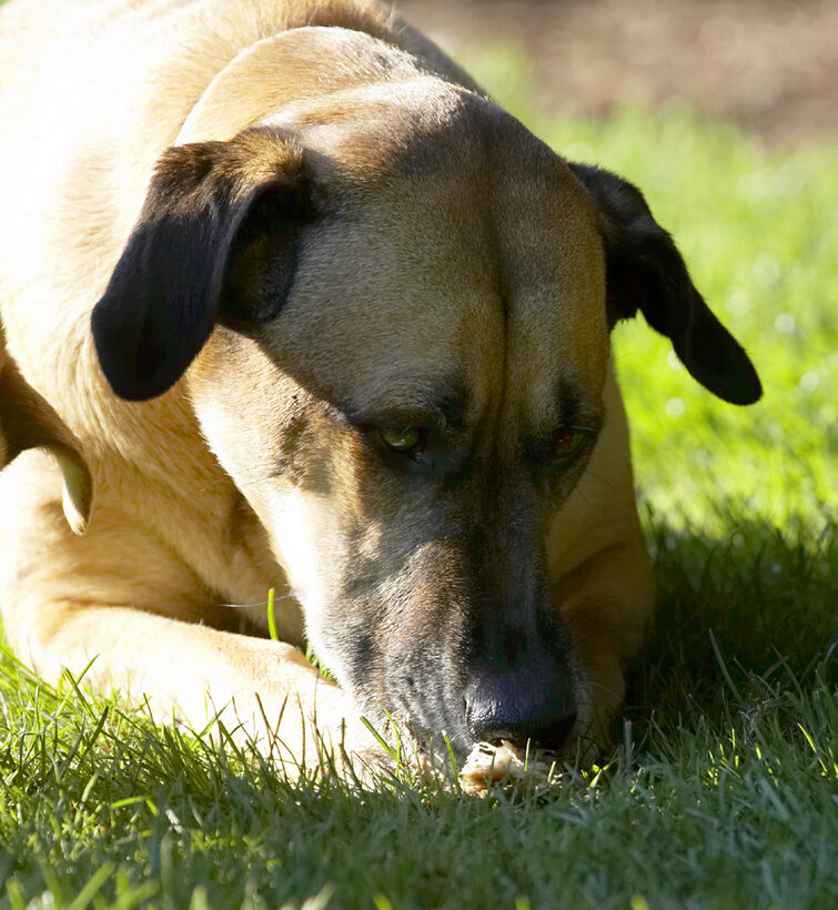 Dog, Dogs, Eat, Eating, German Shepherd, Labrador, Play, Playing, Playtime, Savannah