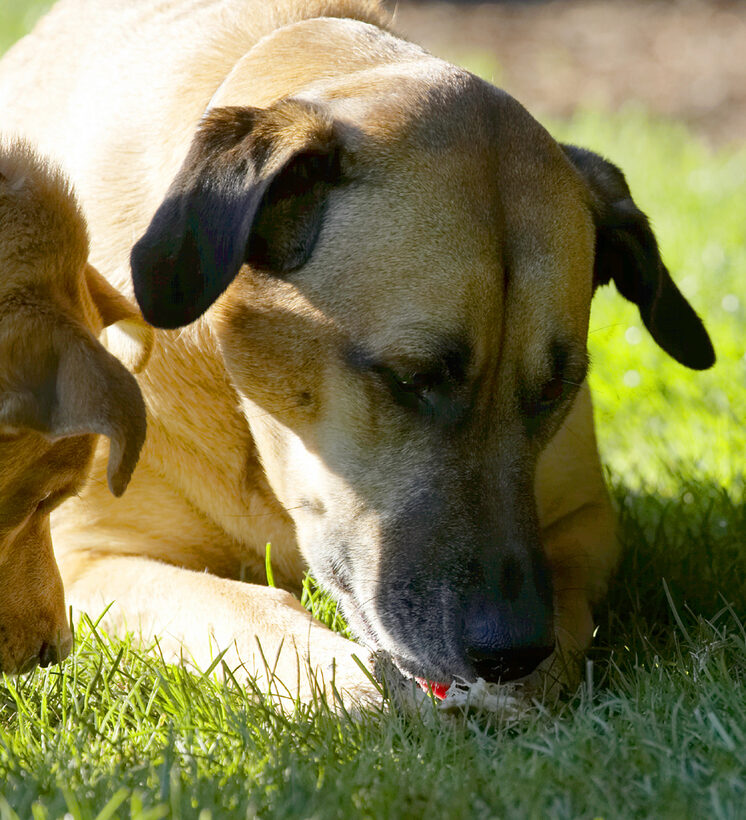 Critter, Dog, Dogs, Eat, Eating, German Shepherd, Labrador, Play, Playing, Playtime, Savannah