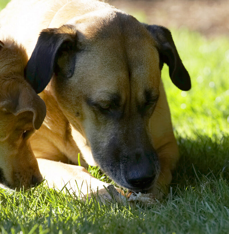 Critter, Dog, Dogs, German Shepherd, Labrador, Play, Playing, Playtime, Savannah