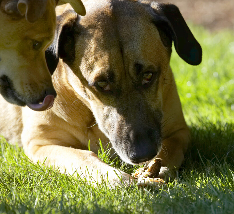 Critter, Dog, Dogs, German Shepherd, Labrador, Play, Playing, Playtime, Savannah, Tongue