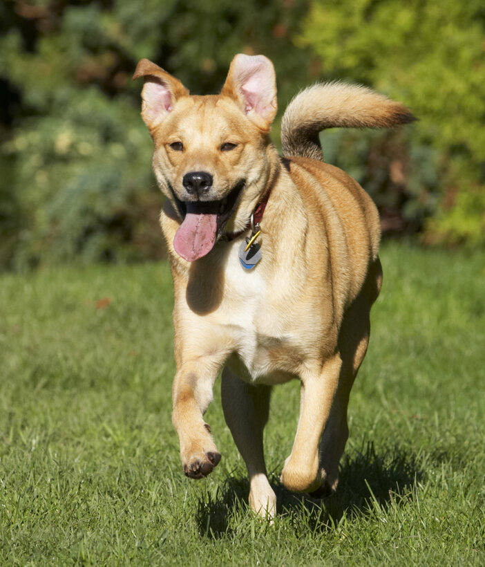 Critter, Dog, Dogs, German Shepherd, Labrador, Play, Playing, Playtime, Run, Running, Tail, Tongue, Wagging