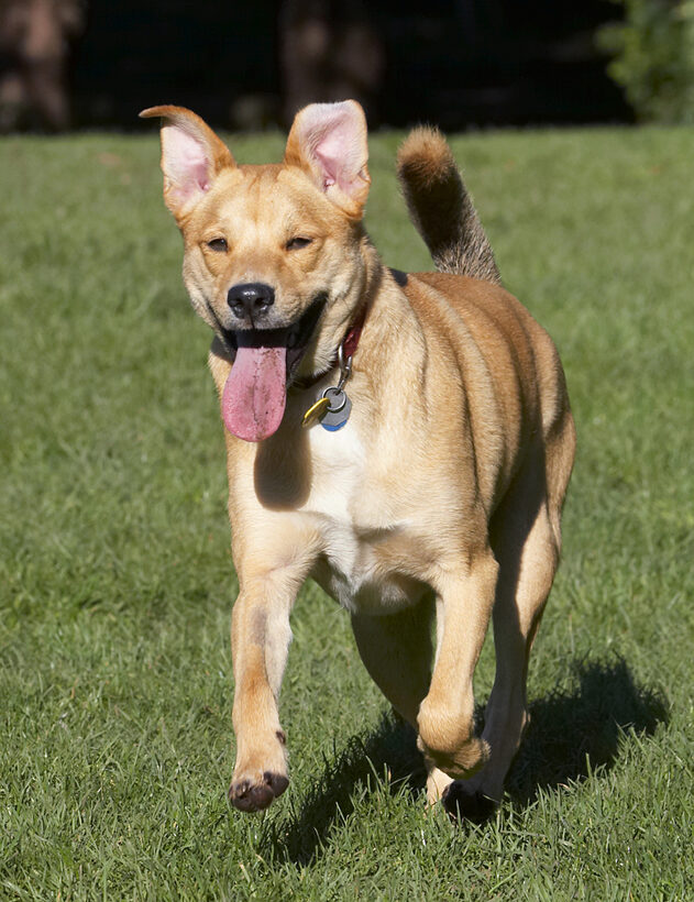 Critter, Dog, Dogs, German Shepherd, Labrador, Play, Playing, Playtime, Run, Running, Tongue