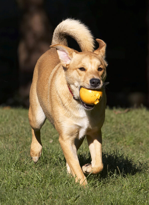 Ball, Critter, Dog, Dogs, German Shepherd, Labrador, Play, Playing, Playtime, Run, Running