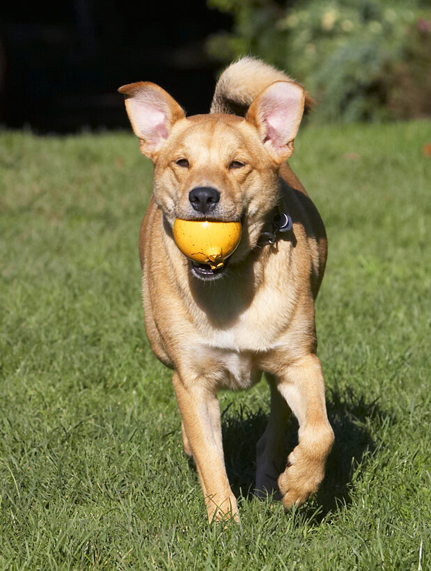 Ball, Critter, Dog, Dogs, German Shepherd, Labrador, Play, Playing, Playtime, Run, Running