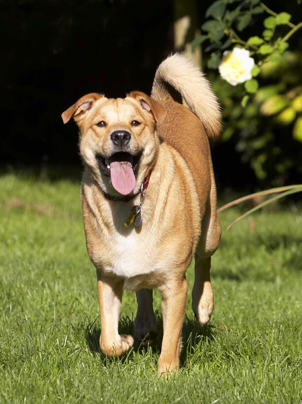 Critter, Dog, Dogs, German Shepherd, Labrador, Play, Playing, Playtime, Run, Running, Tongue